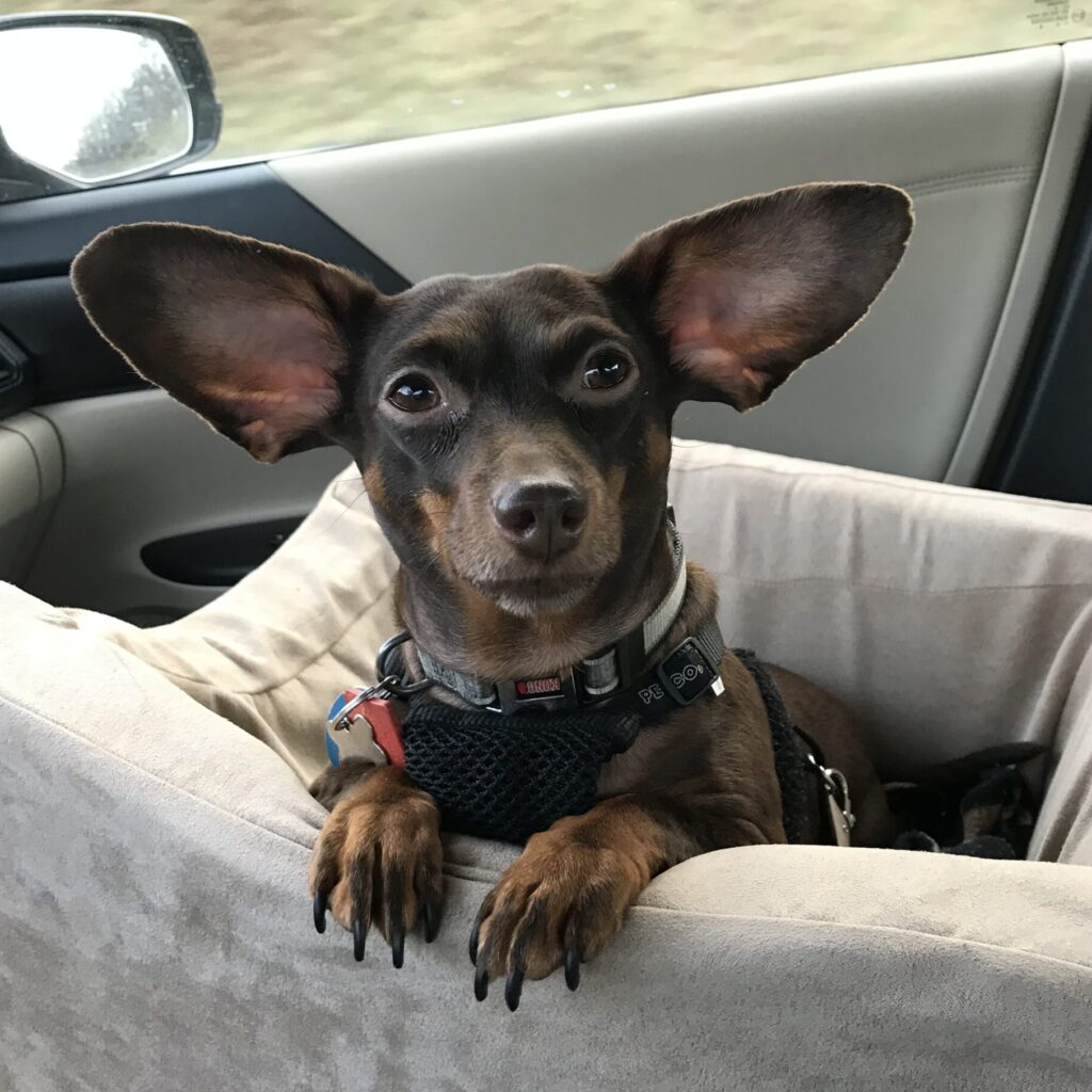 Dachshund and Miniature Pinscher Mix Female Dog sitting in Car Seat